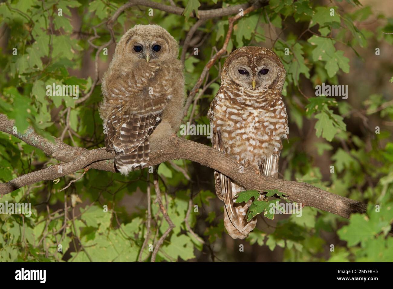 Gufo messicano settentrionale spottato femmina e giovane, Strix occidentalis, arroccato in acero. Giorno 12 fuori dal nido. Foto Stock