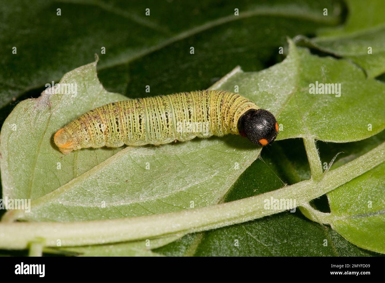 Spotted argento Skipper Butterfly larva, Epargyreus clarus, in foglia rifugio, locusta del New Mexico, Robinia neomexicana. Lunghezza 20 mm. Immagini larvali 120703 Foto Stock