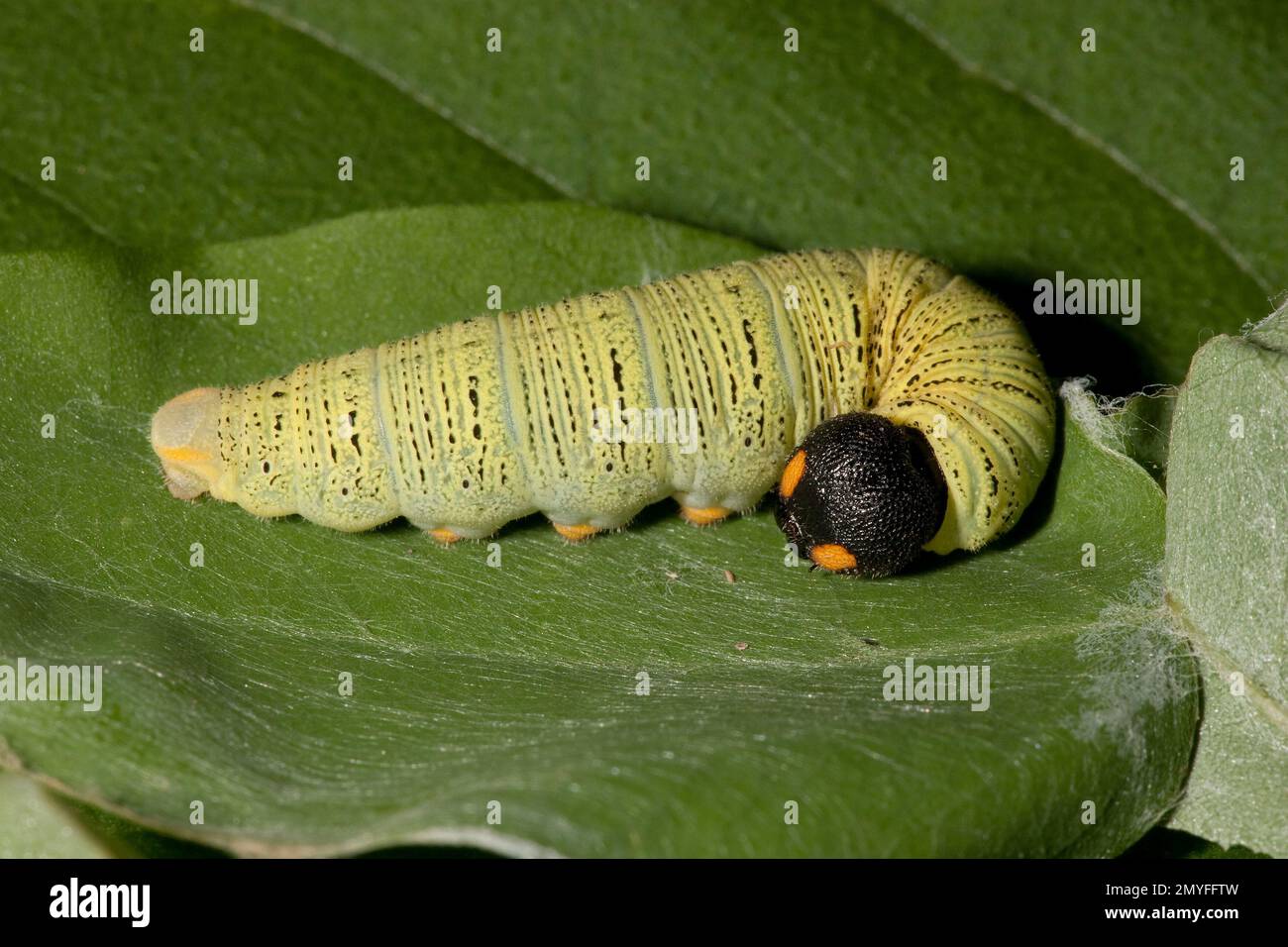 Spotted argento Skipper Butterfly larva, Epargyreus clarus, Hesperidae. Lunghezza 20 mm. In foglia rifugio, locusta del New Mexico, Robinia neomexicana. Larva i Foto Stock