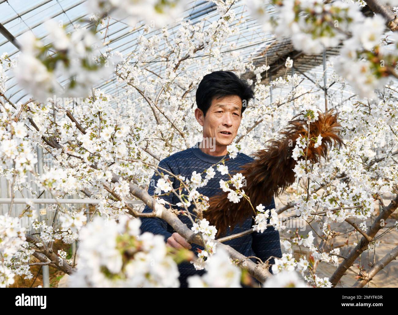 ZAOZHUANG, CINA - 4 FEBBRAIO 2023 - Un agricoltore impollina i ciliegi in un capannone di frutta a Zaozhuang, provincia di Shandong, Cina orientale, 4 febbraio 2023. Foto Stock