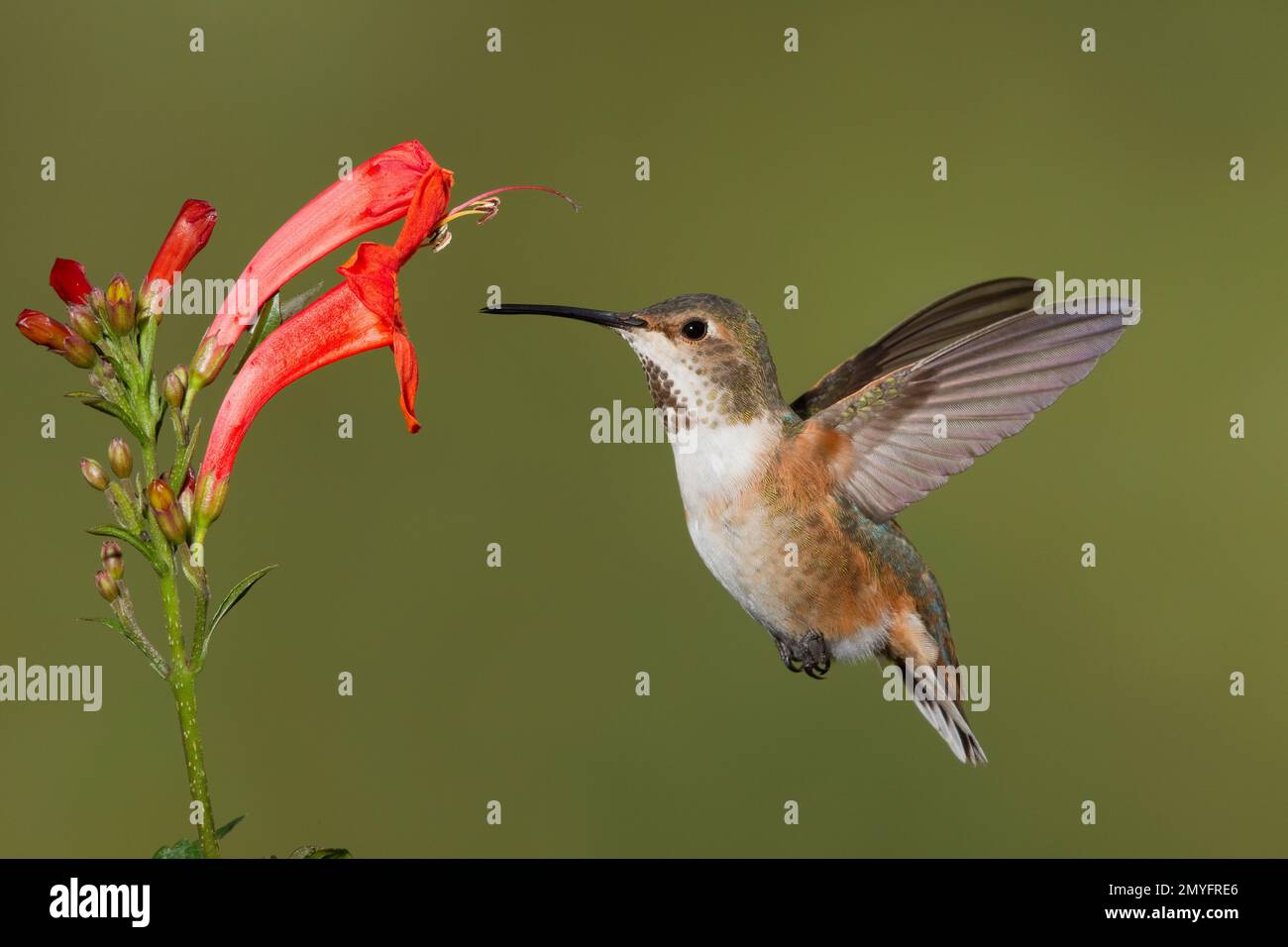 La femmina di Hummingbird di Allen, Selasforus sasin sedentarius, che mangia al fiore di capriolo del capo, Tecomaria capensis. Foto Stock