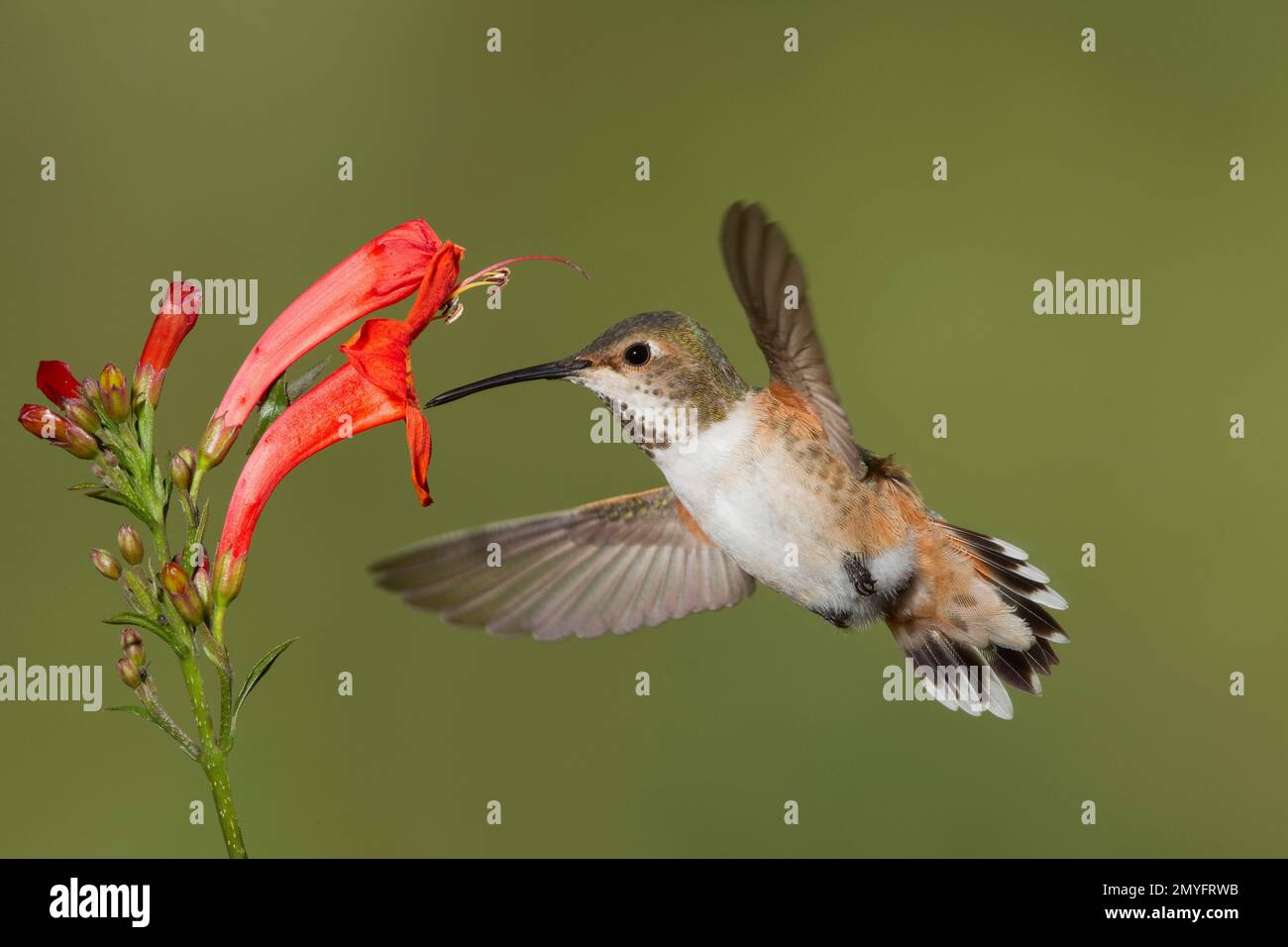 La femmina di Hummingbird di Allen, Selasforus sasin sedentarius, che mangia al fiore di capriolo del capo, Tecomaria capensis. Foto Stock