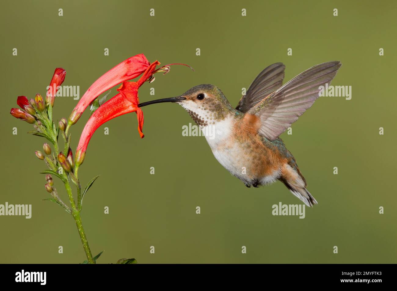 La femmina di Hummingbird di Allen, Selasforus sasin sedentarius, che mangia al fiore di capriolo del capo, Tecomaria capensis. Foto Stock