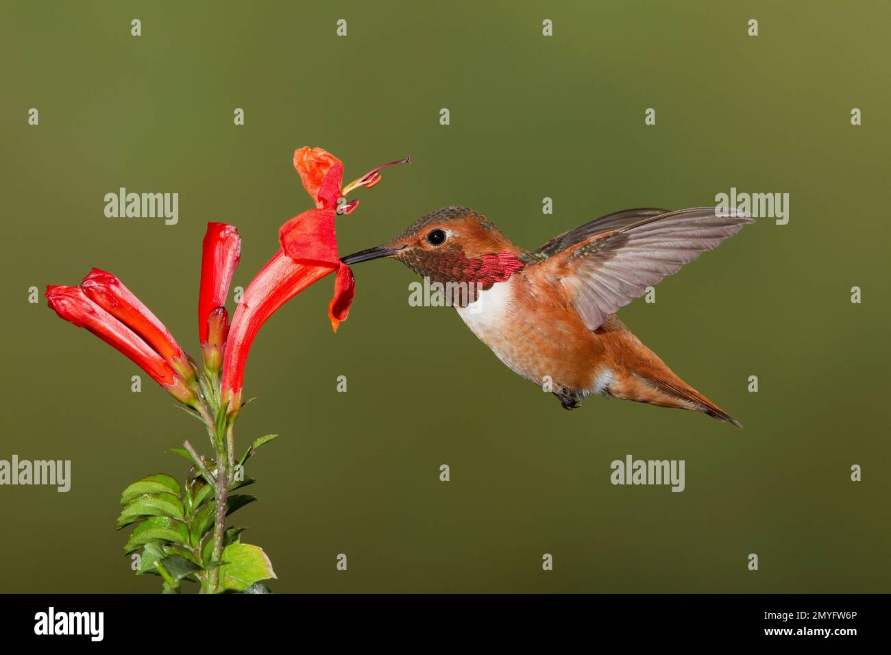 Hummingbird maschio di Allen, Selasforus sasin sedentarius, che si nutre al fiore di capriolo del capo, Tecomaria capensis. Foto Stock