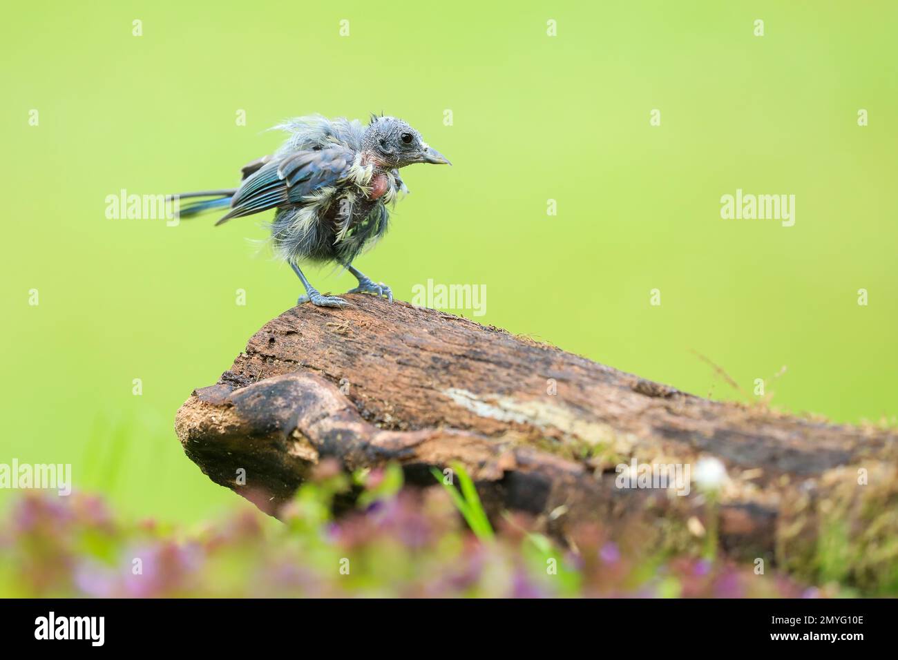 Piccolo uccello da giardino con caso avanzato di varicella Foto Stock