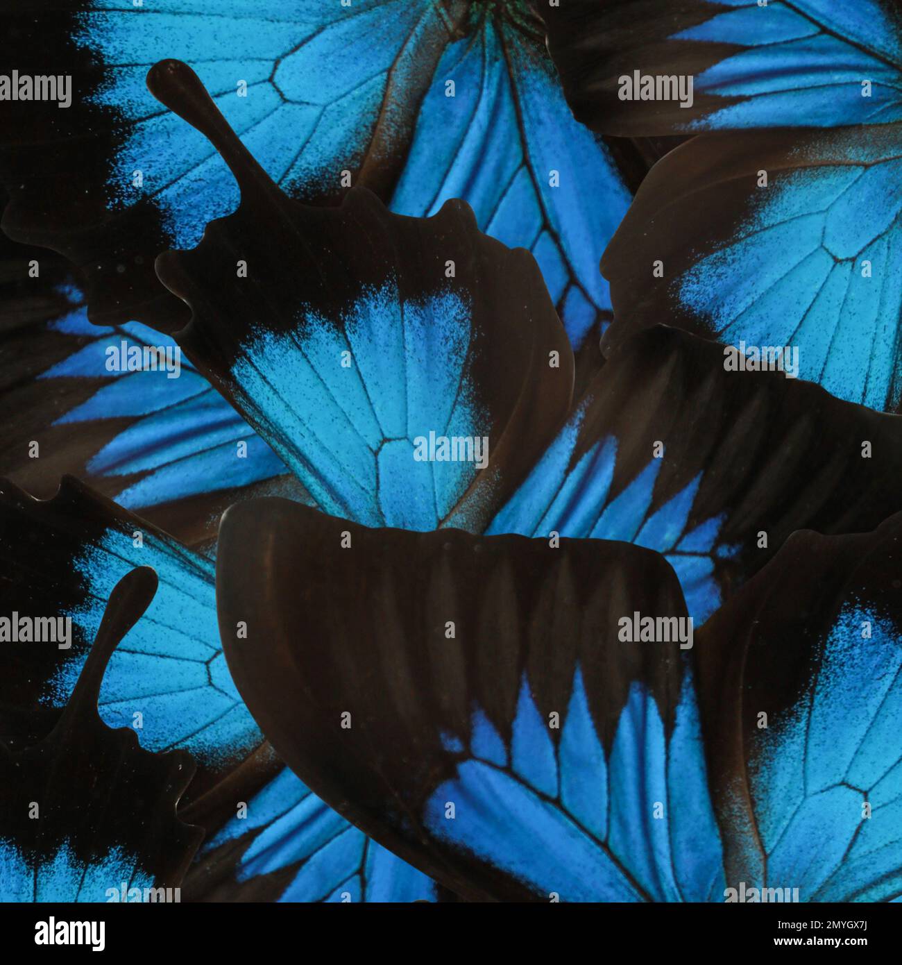 Bellissima Ulisse farfalla ali come sfondo, primo piano Foto Stock