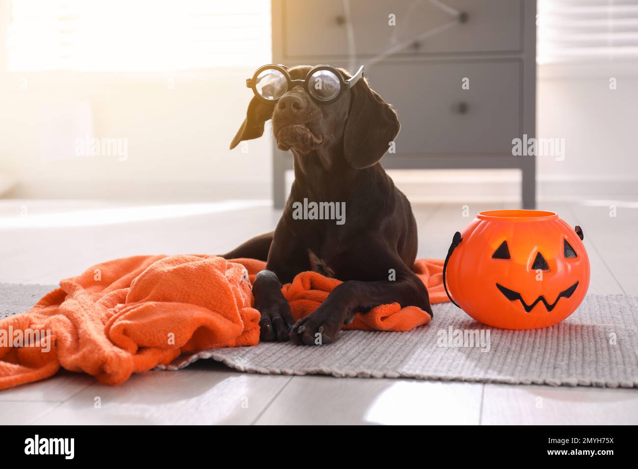 Adorabile tedesco Shorthaired puntatore cane in occhiali divertenti con  Halloween trucco o trattare secchio al coperto Foto stock - Alamy