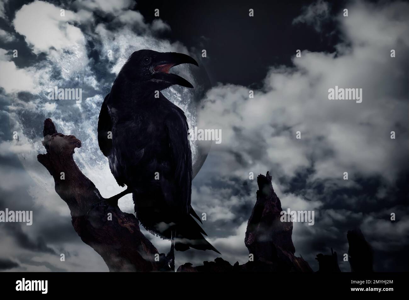 Corvo nero scricchiolante che si accovacciano sul vecchio albero di notte Foto Stock