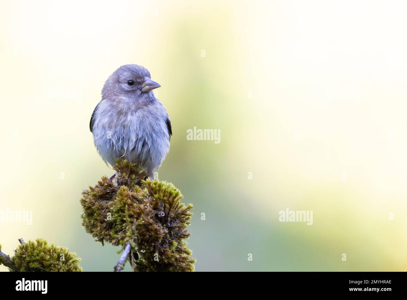 Europeo Goldfinch [ Carduelis carduelis ] uccello giovane su bastone mossy Foto Stock