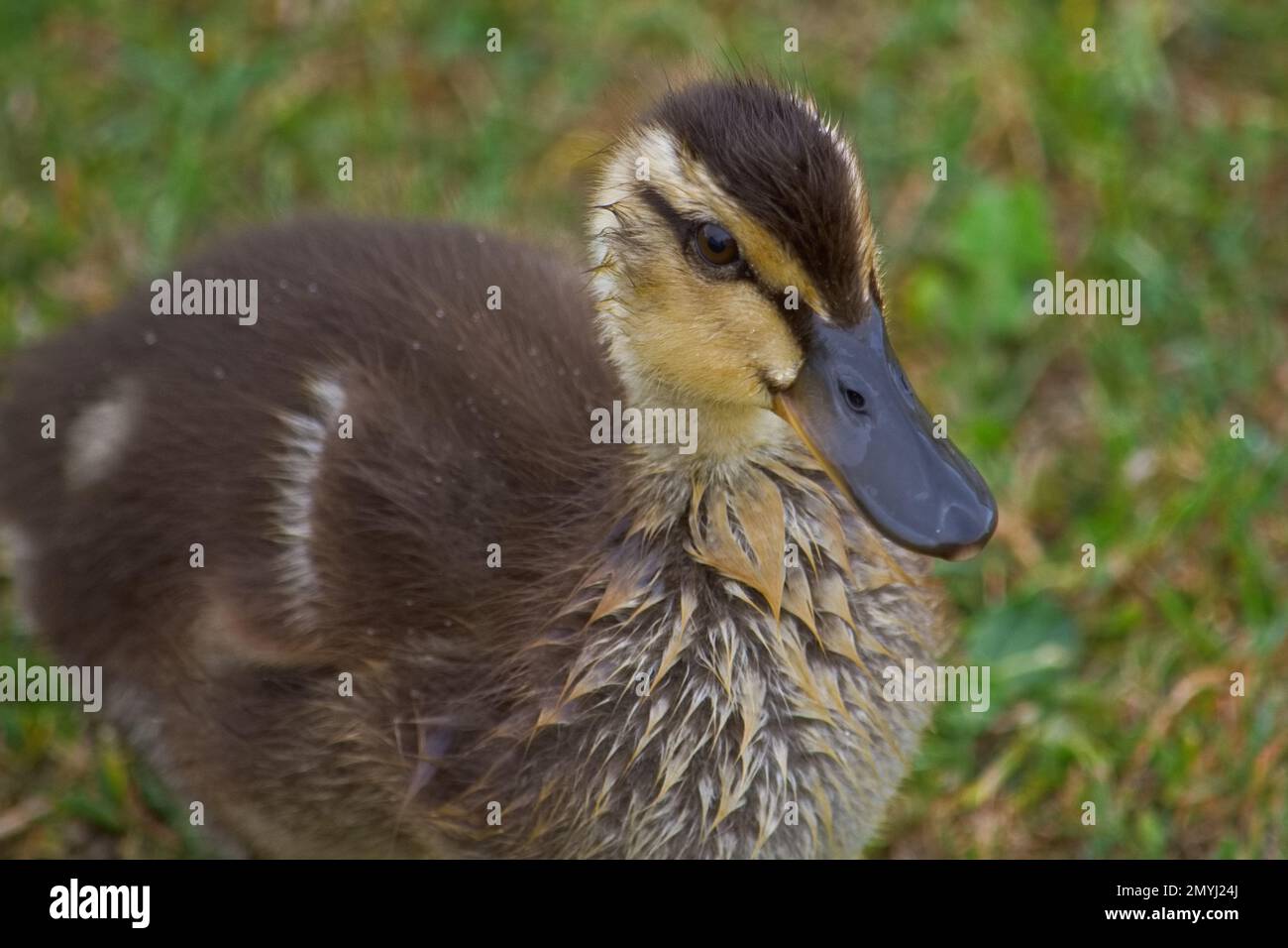 Carino soffice Mallard anatroccolo che asciuga è soffice marrone e gialle piume nel sole estivo. Foto Stock