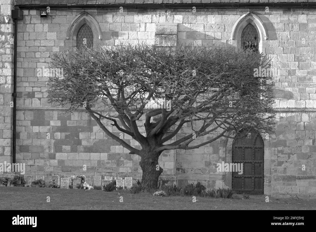 Vecchio albero senza foglie che cresce fuori di una chiesa cristiana inglese in bianco e nero. Foto Stock