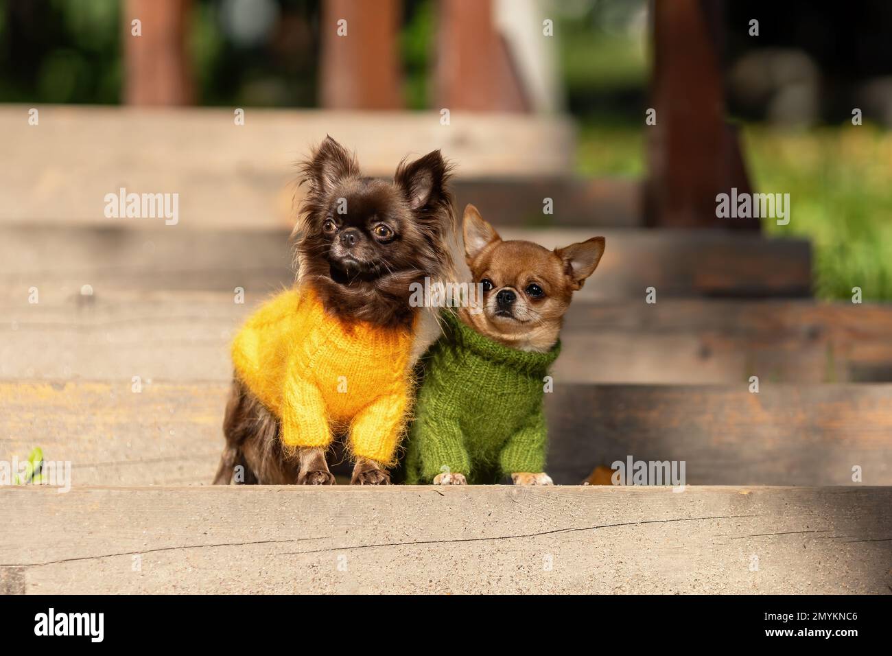 Due carini curiosi chihuahua cani che indossano abiti a maglia fashoin sono seduti insieme all'aperto Foto Stock