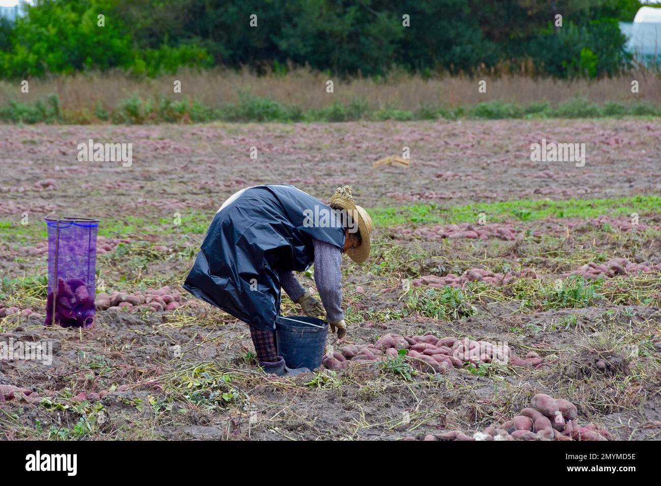 Donna con cappello di paglia in mackintosh raccolta di patate dolci in campo, Aljezur, Portogallo, Europa Foto Stock