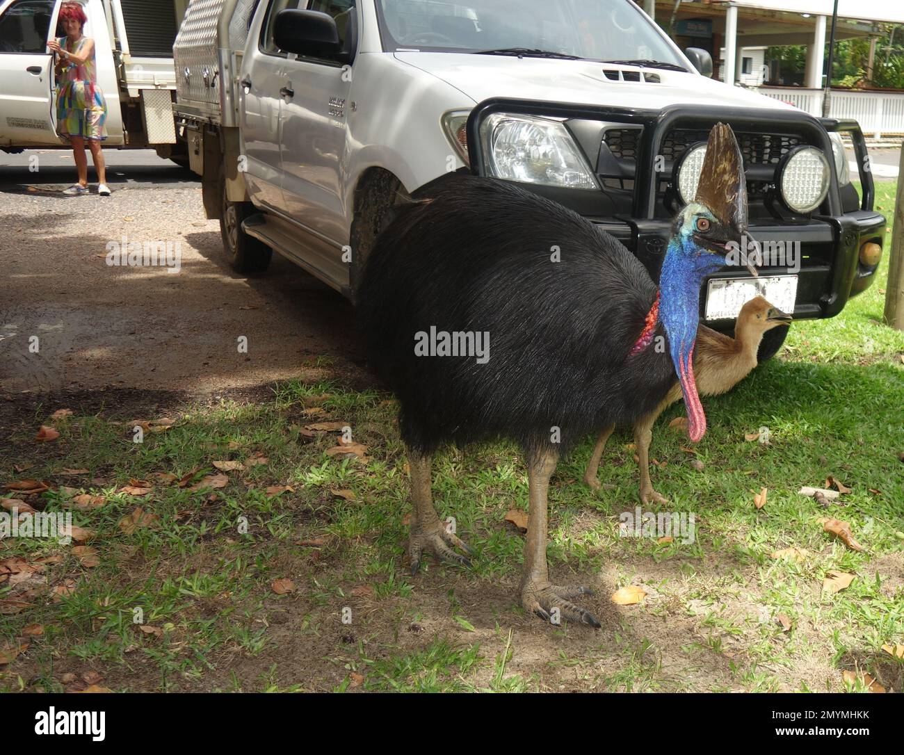 Cassowary maschile e pulcino a piedi attraverso il parcheggio, Etty Beach, vicino a Innisfail, Queensland, Australia. No MR o PR Foto Stock