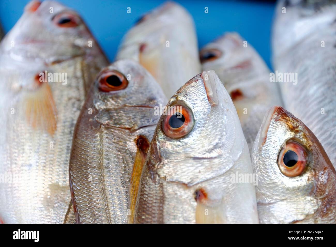 Pesce mediterraneo, mercato del pesce nel vecchio porto, Vieux Port, Marsiglia, Département Bouches-du-Rhône, Regione Provence-Alpes-Côte d'Azur, Franco Foto Stock