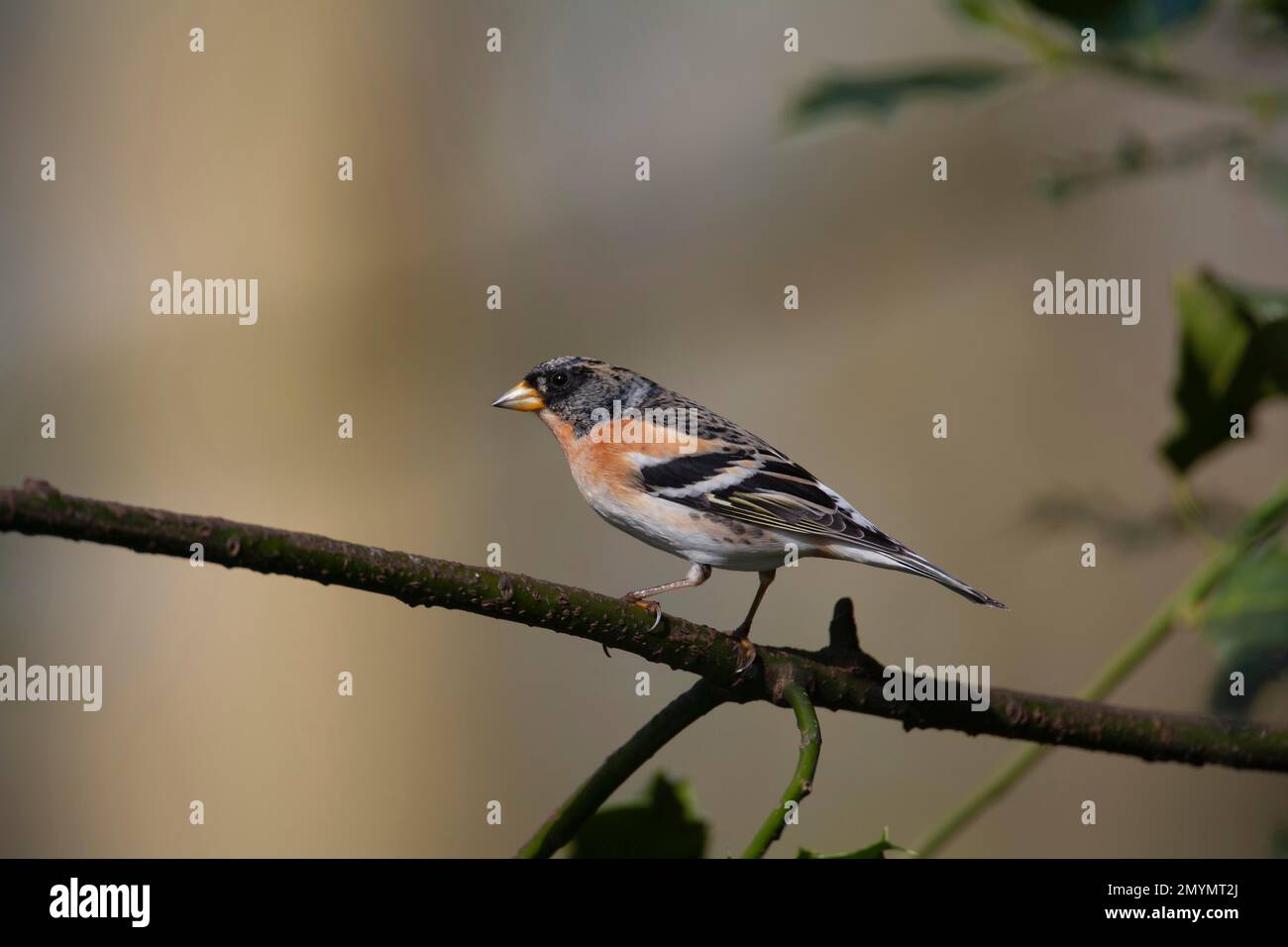 Finch di montagna (Fringilla montifringilla), uccello maschio adulto su un ramo, Norfolk, Inghilterra, Regno Unito, Europa Foto Stock