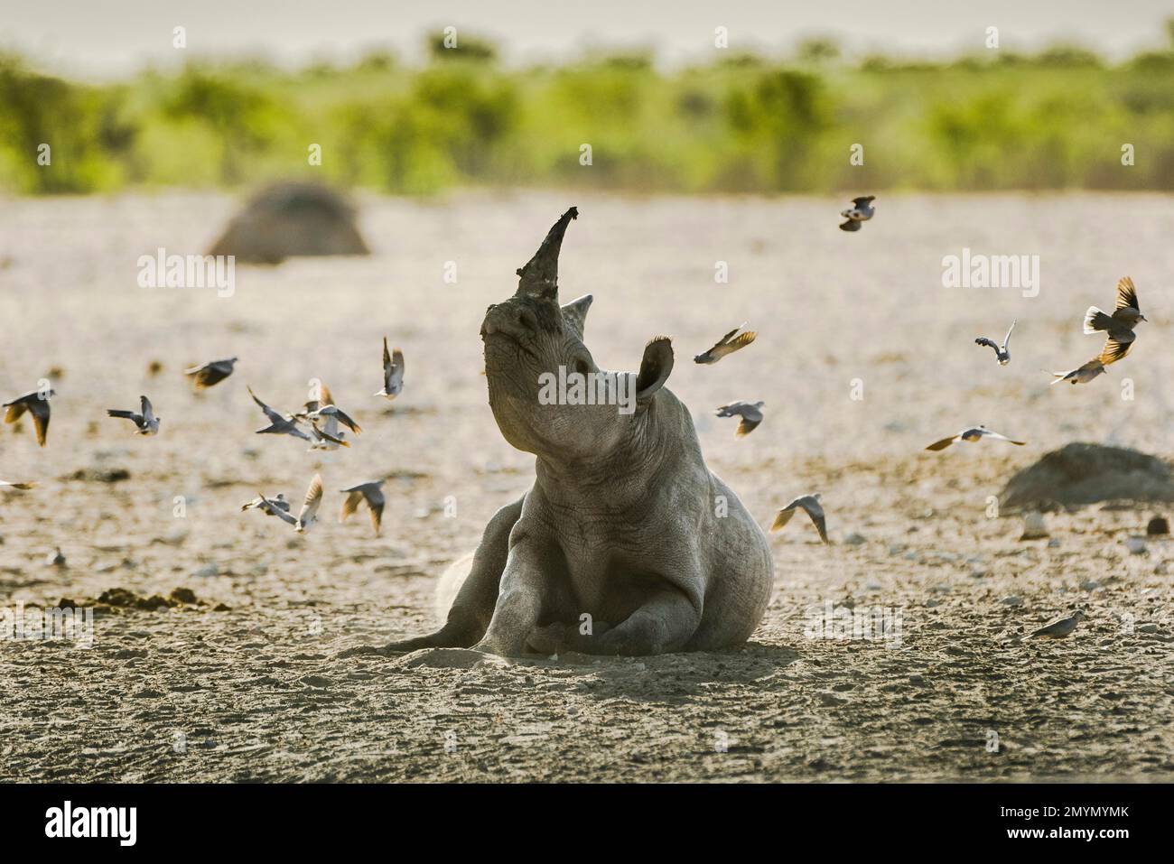 Rinoceronte nero (Diceros bicornis) che riposa vicino ad una buca d'acqua e che si infila nei piccioni più svettanti, nel Parco Nazionale di Etosha, in Namibia, in Africa Foto Stock