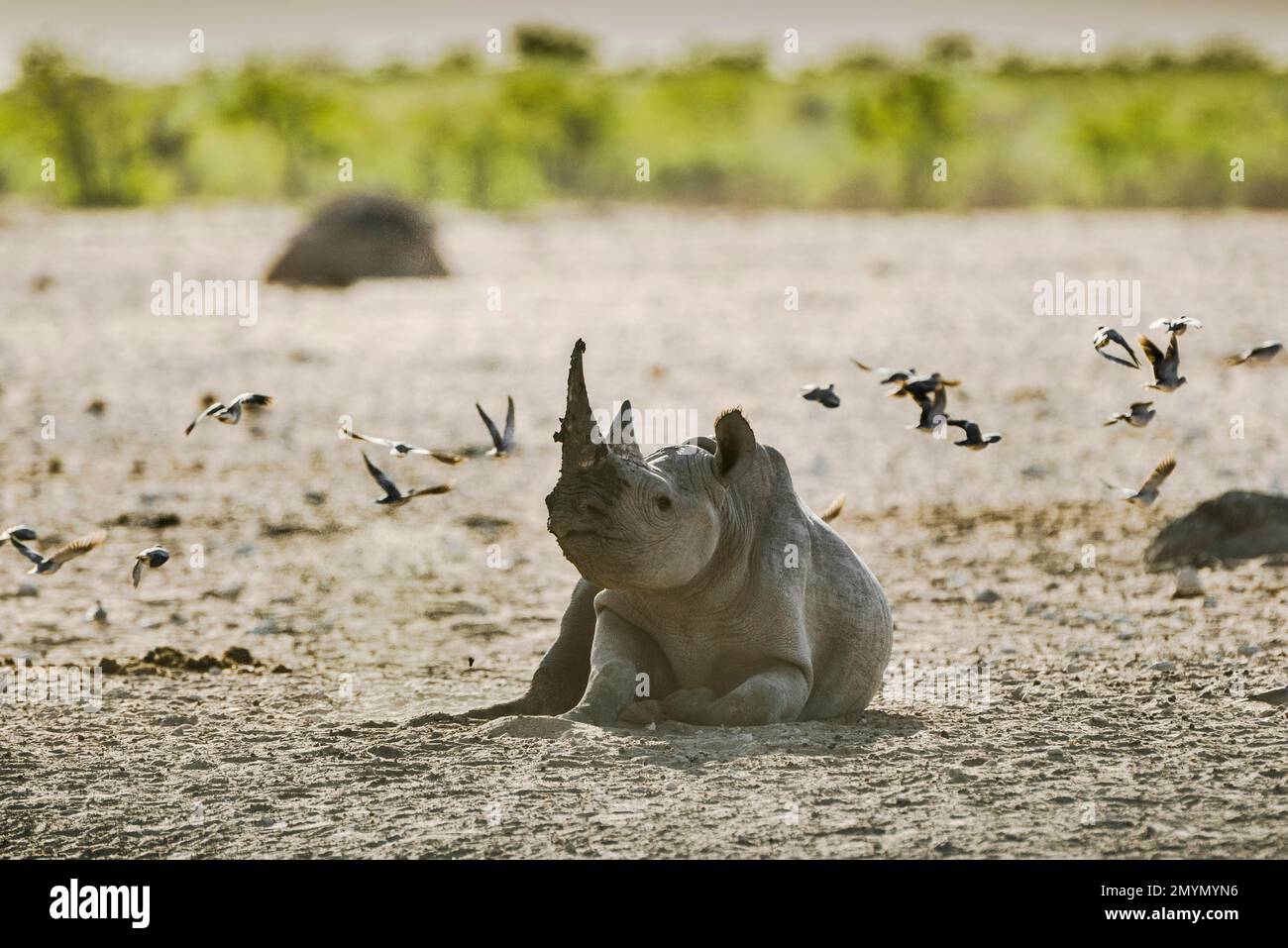 Rinoceronte nero (Diceros bicornis) che riposa vicino ad una buca d'acqua e che si infila nei piccioni più svettanti, nel Parco Nazionale di Etosha, in Namibia, in Africa Foto Stock