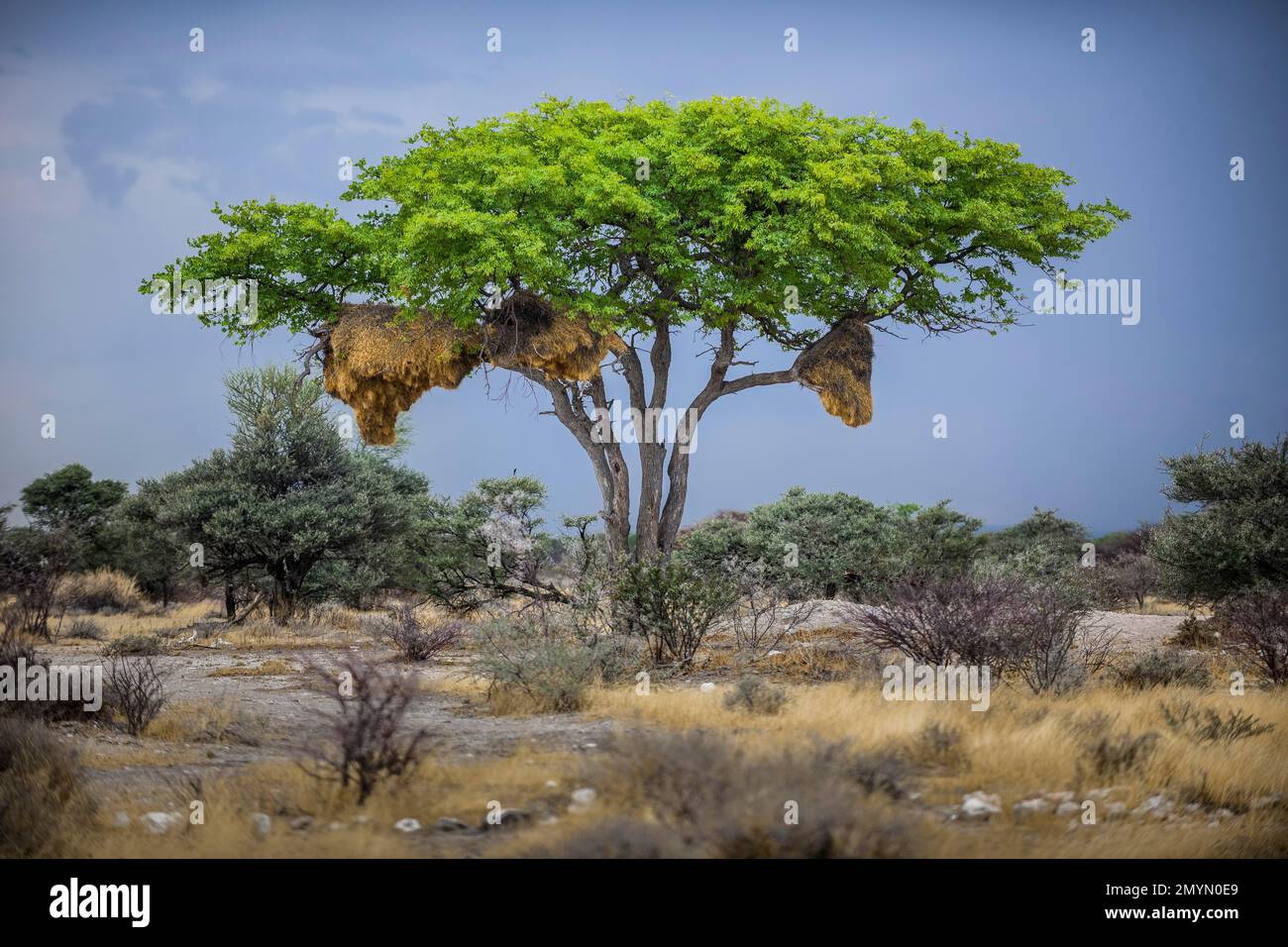 Albero con nido di uccelli tessitori sociali (Philetairus socius), Parco Nazionale Etosha, Namibia, Africa Foto Stock