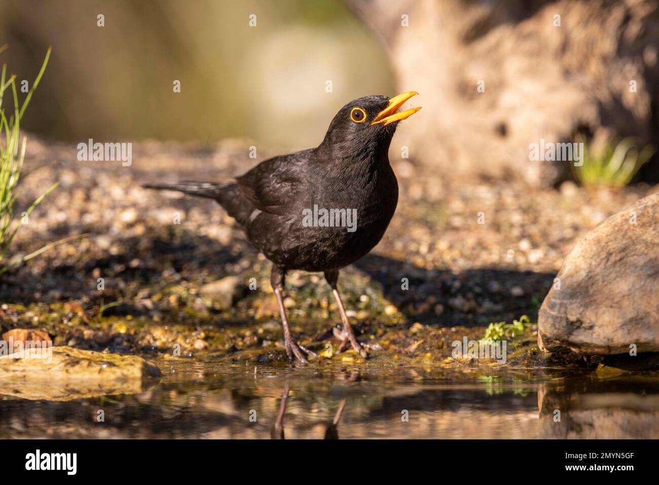 Blackbird (Turdus merula), maschio, all'abbeveratoio, Estremadura, Spagna, Europa Foto Stock