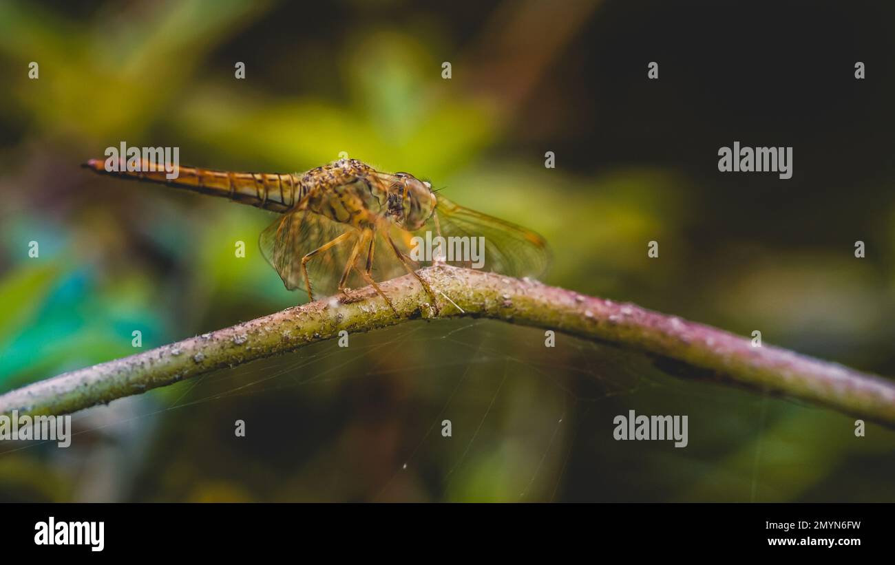 Bella di natura, Una libellula su un ramo di albero e la palude sfondo sfocato, Macro scatti, insetto in Thailandia. Foto Stock