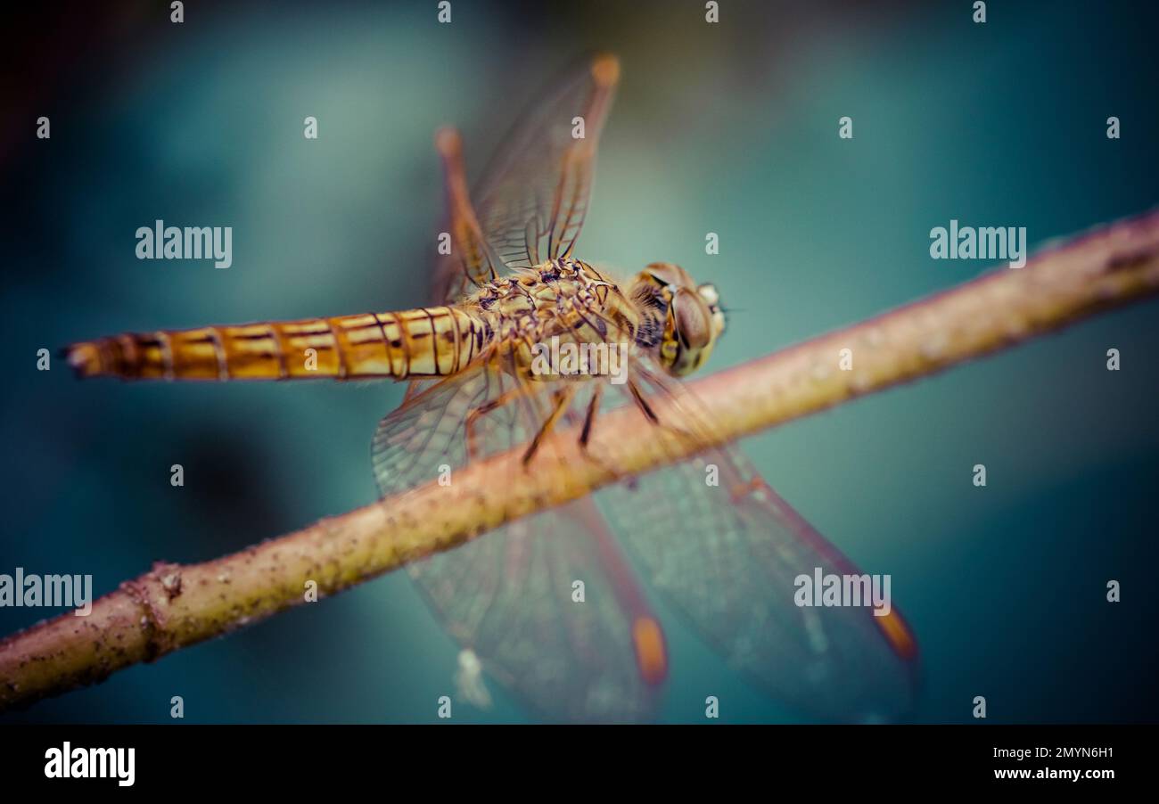 Bella di natura, Una libellula su un ramo di albero e la palude sfondo sfocato, Macro scatti, insetto in Thailandia. Foto Stock