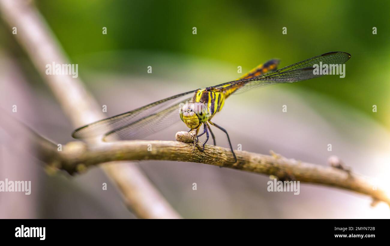 Bella di natura, Una libellula su un ramo di albero e natura sfondo sfocato, Macro scatti, insetto in Thailandia. Foto Stock