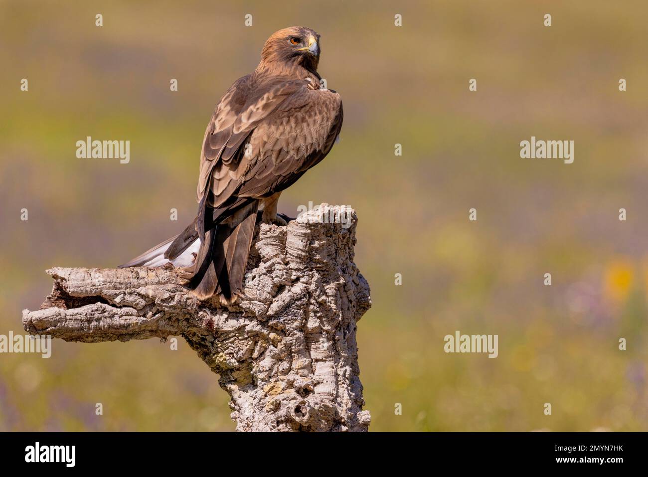 Aquila a mare (Aquila pennata), muratura scura, scura, con colomba, provincia di Caceres, Estremadura, Spagna, Europa Foto Stock