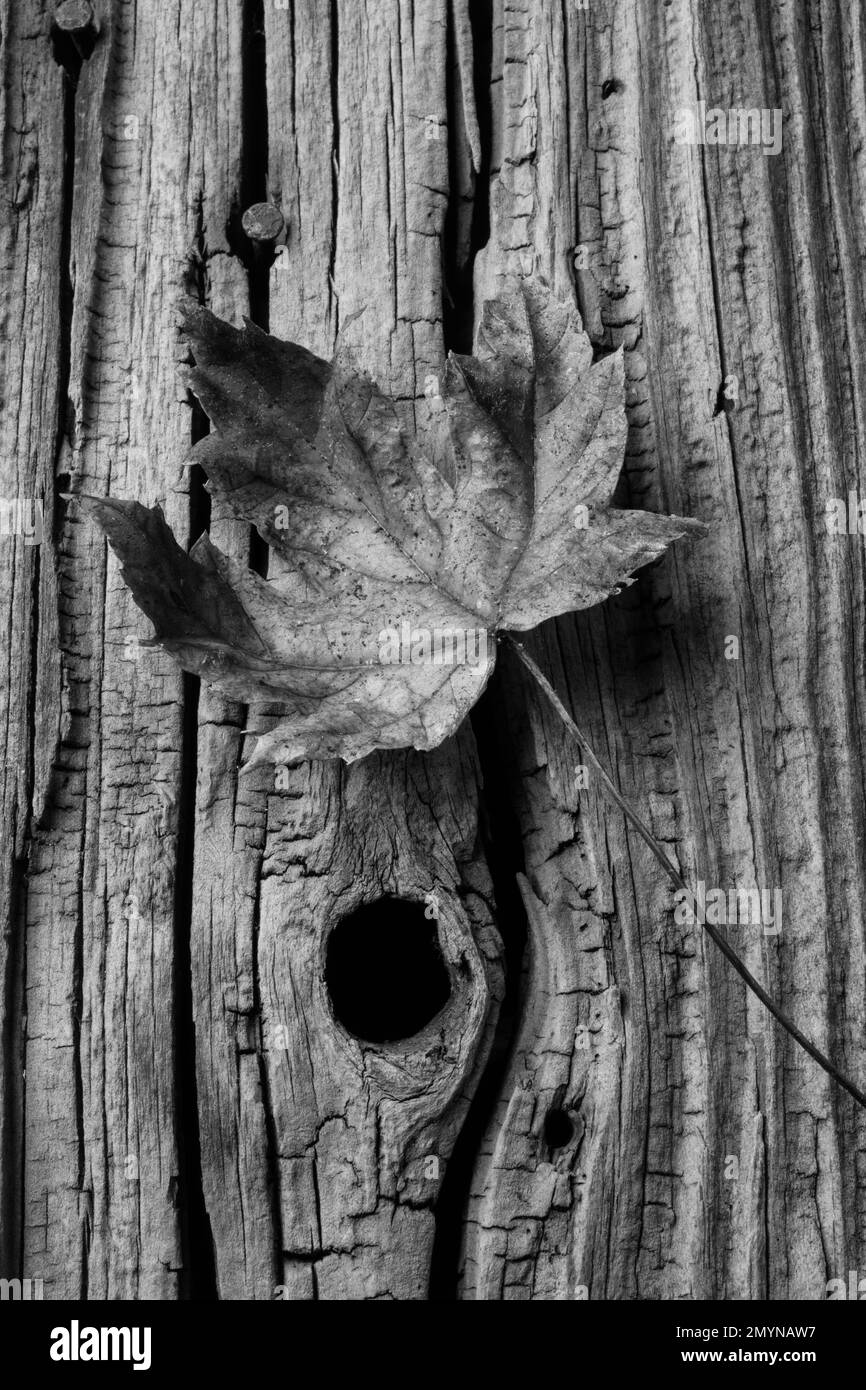 Foglia d'autunno su vecchie tavole Foto Stock
