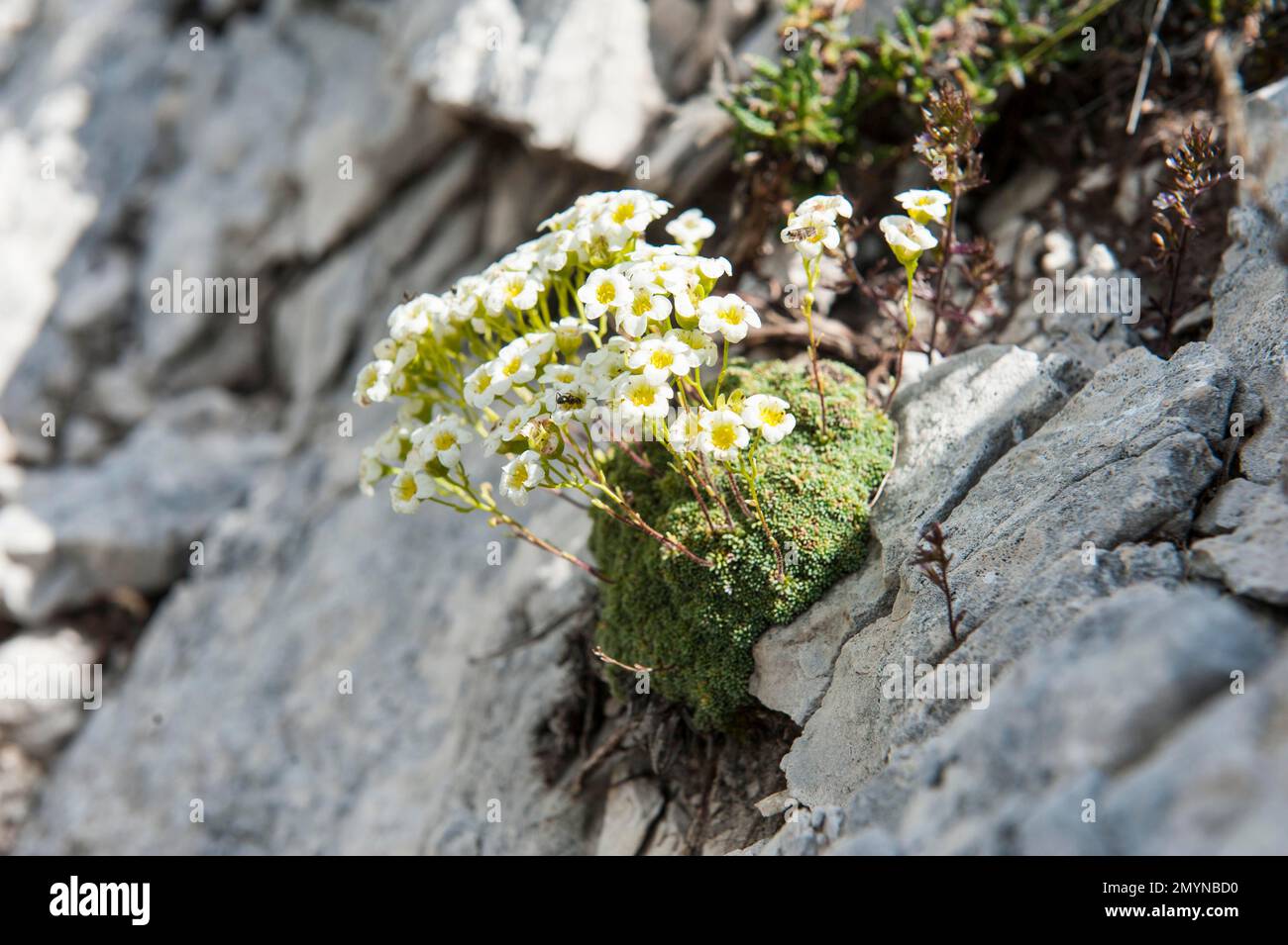 Fiore di montagna, sassifrage verde blu (Saxifraga caesia) cresce su crepacci di roccia in dolomite, petali bianchi, Saxifragaceae, sul monte Sarlkofel Foto Stock