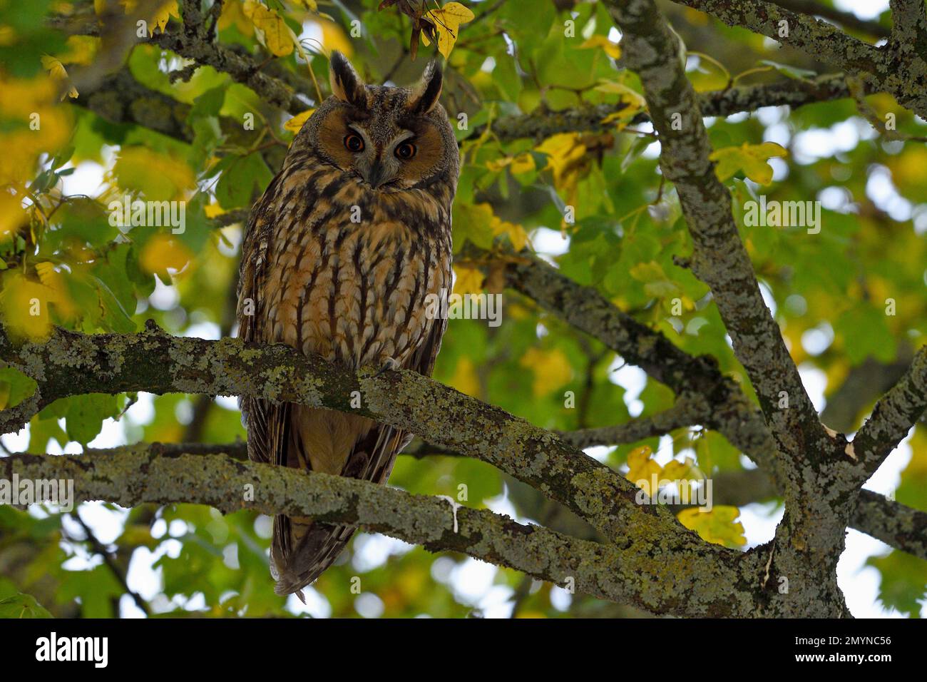 Gufo dalle orecchie lunghe (Asio otus), riposo, giorno di riposo, autunno, basso Reno, Renania settentrionale-Vestfalia, Germania, Europa Foto Stock