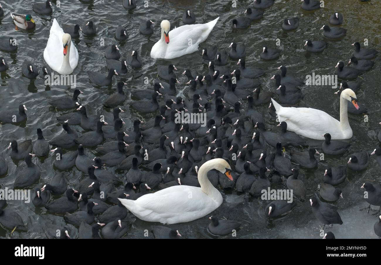 Inverno, uccelli acquatici in una buca nel ghiaccio sul Havel, Eiswerder Island, Haselhorst, Spandau, Berlino, Germania, Europa Foto Stock