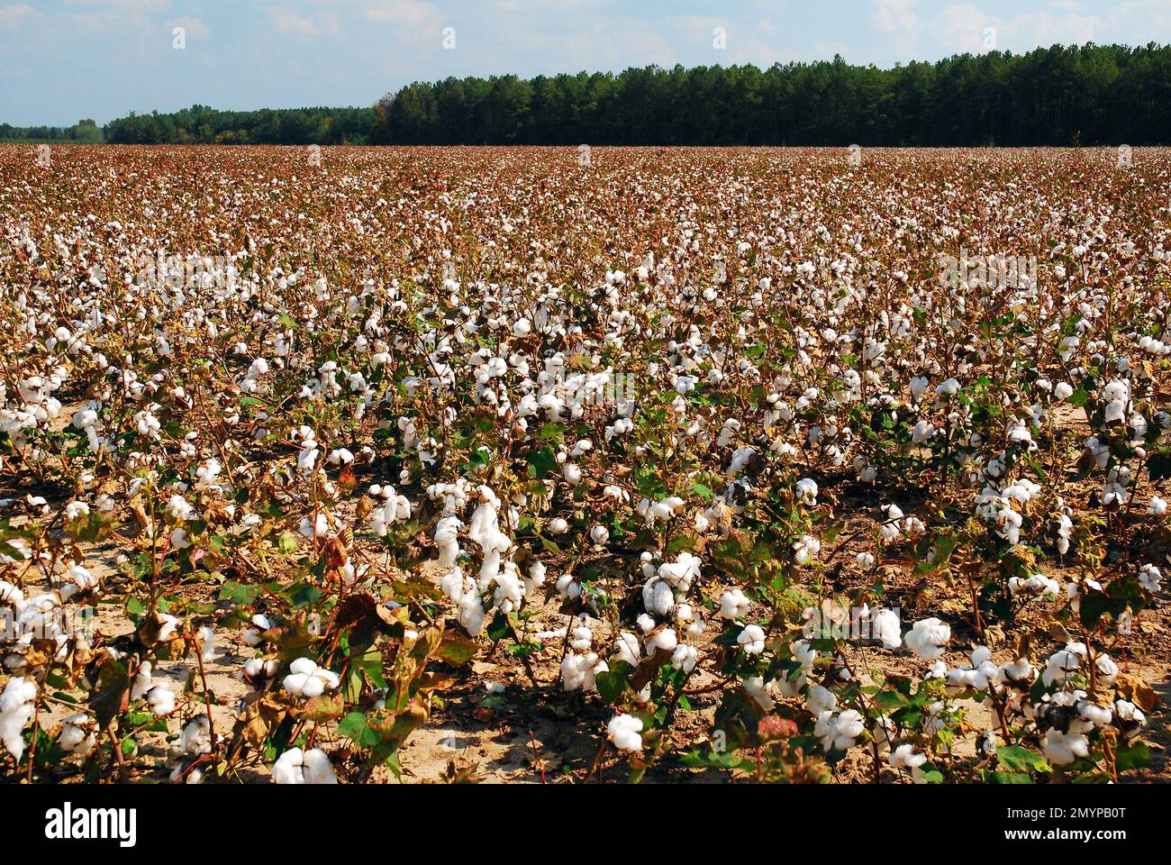 Il cotone cresce su una piantagione nel sud degli Stati Uniti e rimane un prodotto forte Foto Stock