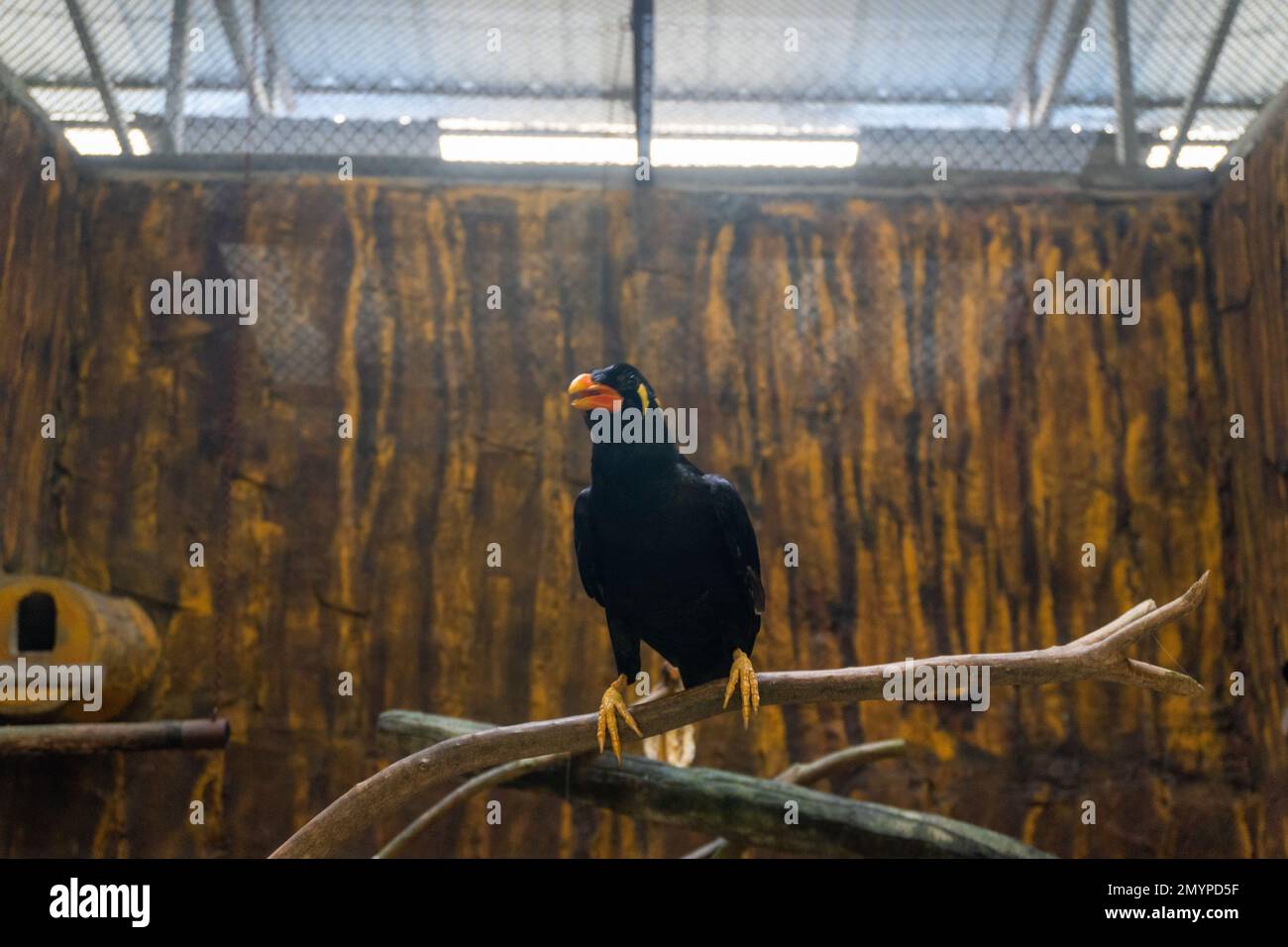 Una foto di un pappagallo Nias in una gabbia di vetro allo zoo, che mostra la bellezza di questa specie in pericolo Foto Stock