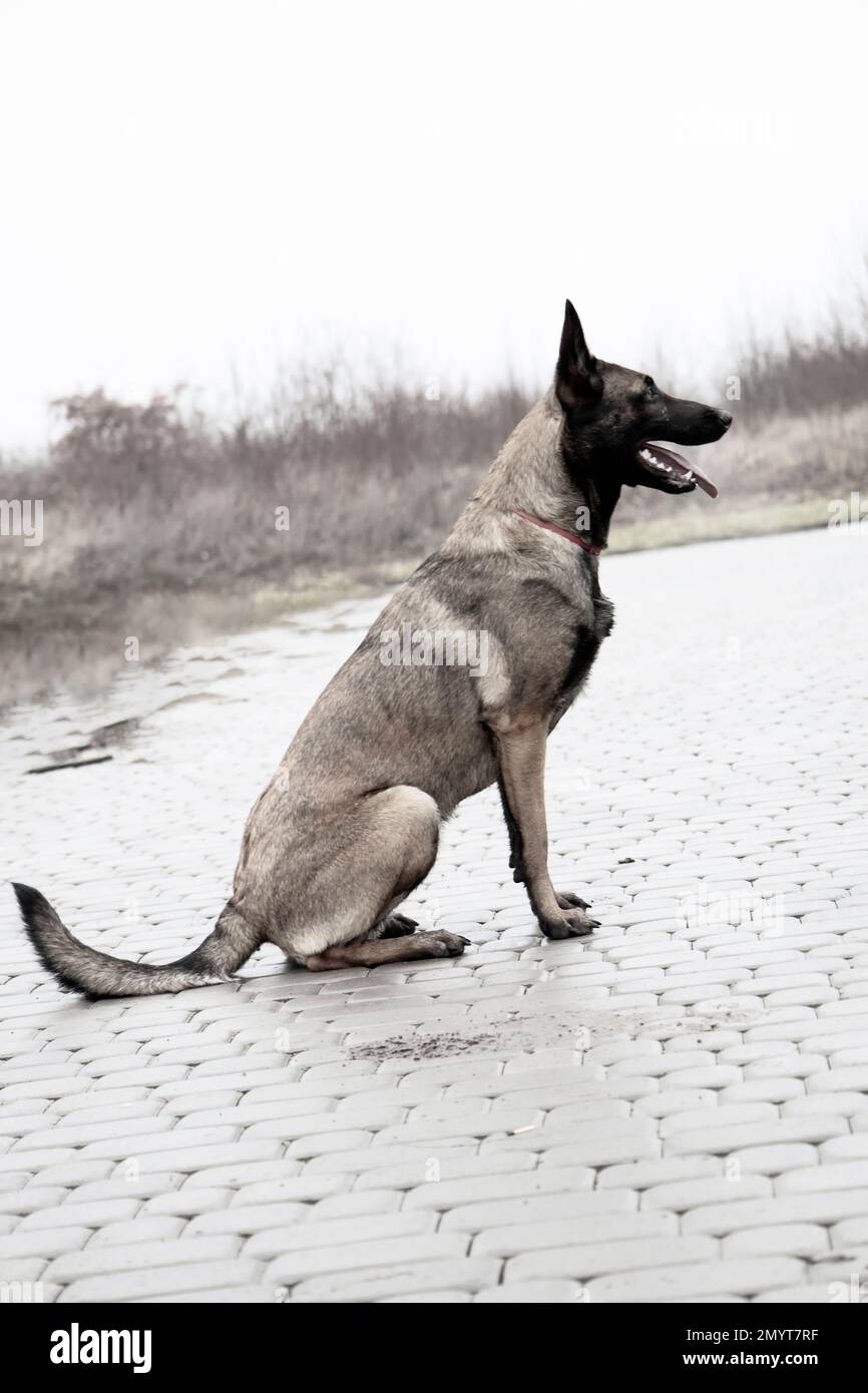 Pastore belga. Foto di un bel cane Foto Stock