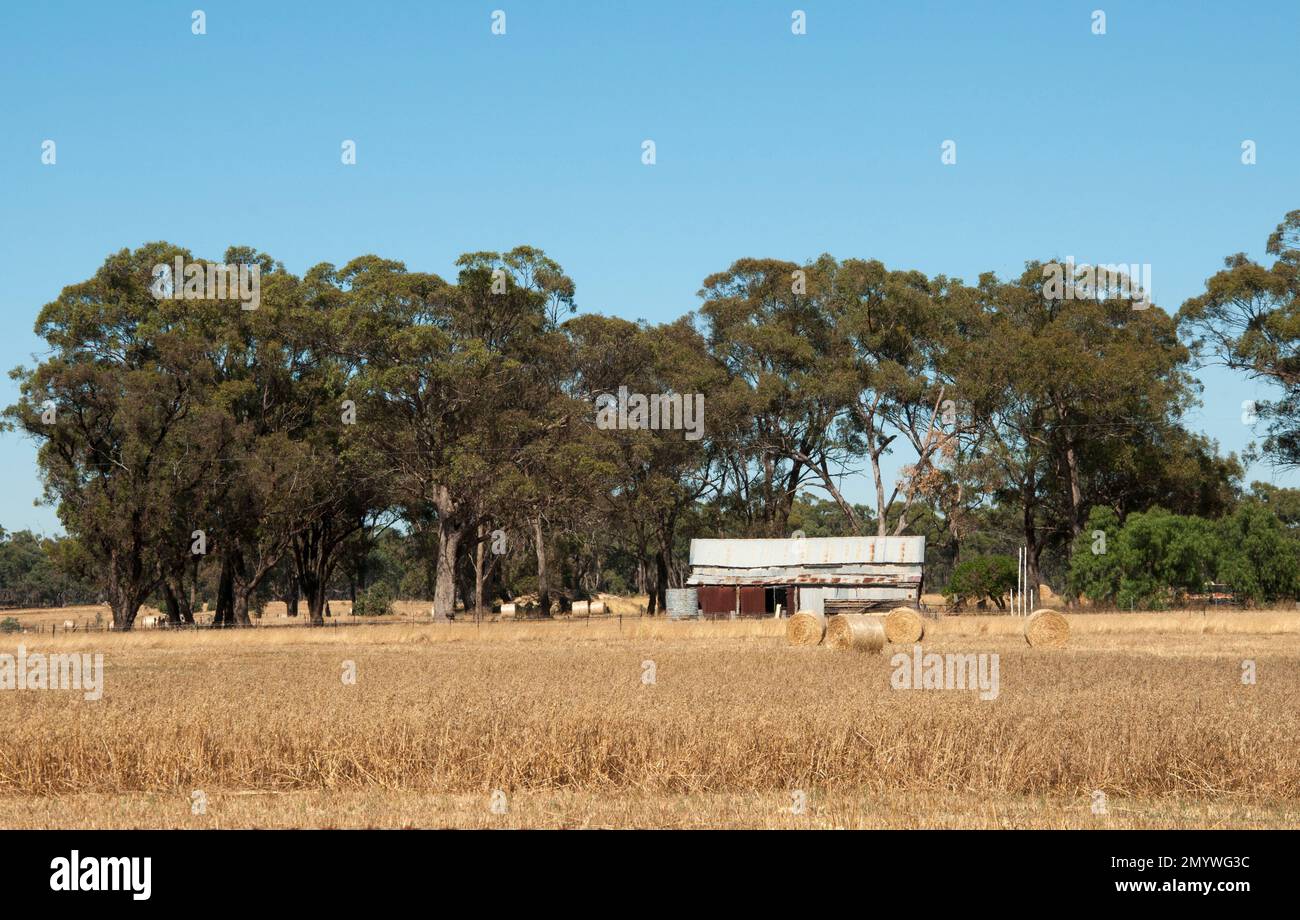 Campagna al di fuori di Maryborough nel Goldfields Centrale di Victoria, Australia Foto Stock