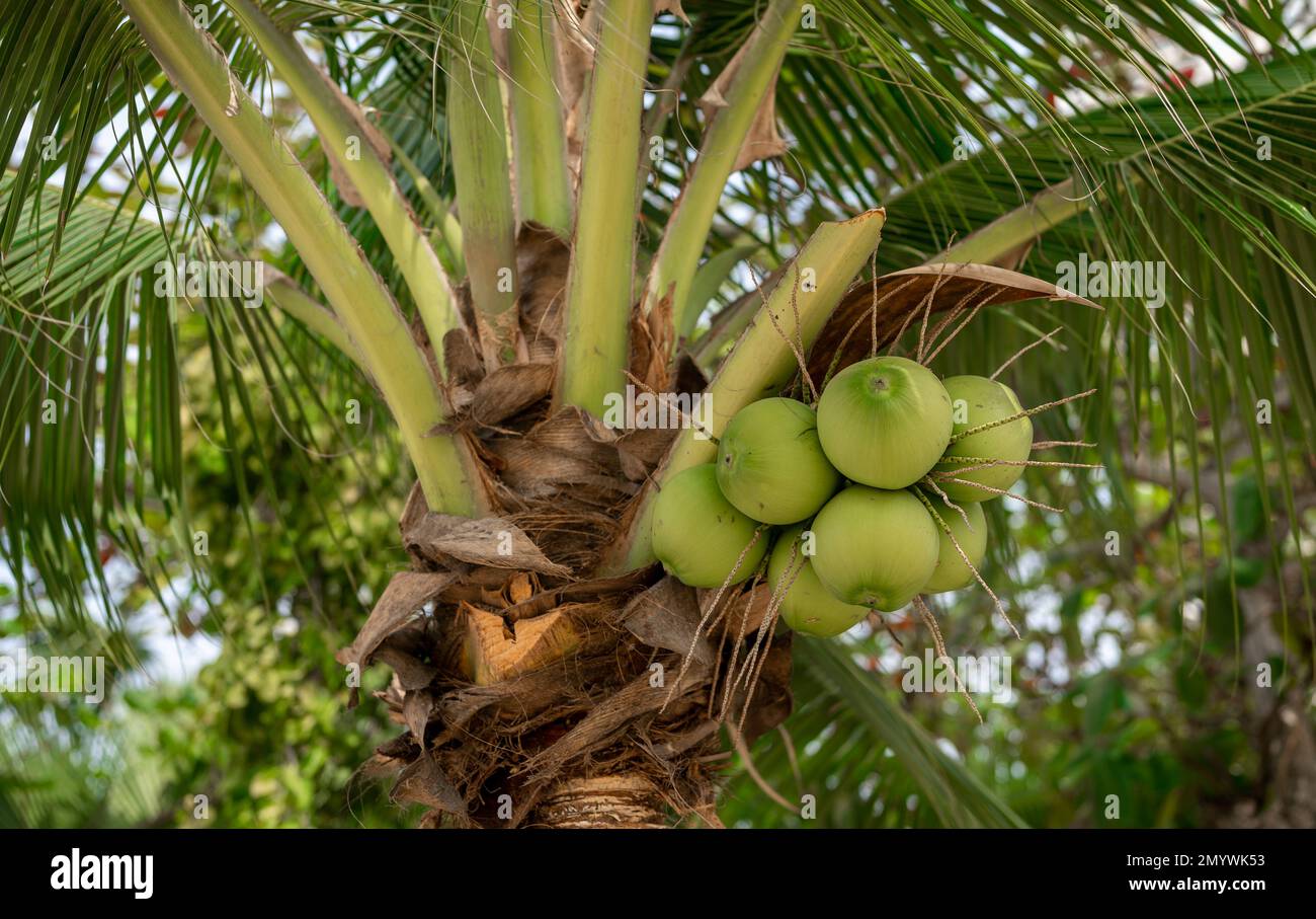 palme da cocco con noci di cocco. Rami di noci di cocco fresche che crescono su palme. cocco fresco sull'albero, cluster di cocco sull'albero di cocco Foto Stock