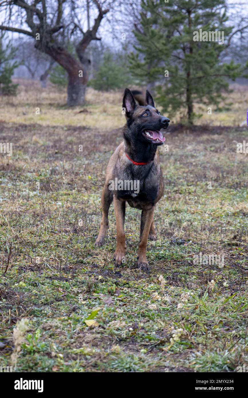 Pastore belga. Foto di un bel cane Foto Stock