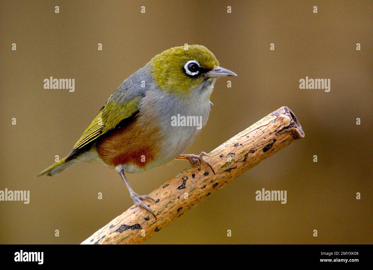 Bernard Spragg - Beautiful Bird Photography - Silver Eyes - Wax Eye - Zosterops lateralis. Foto Stock