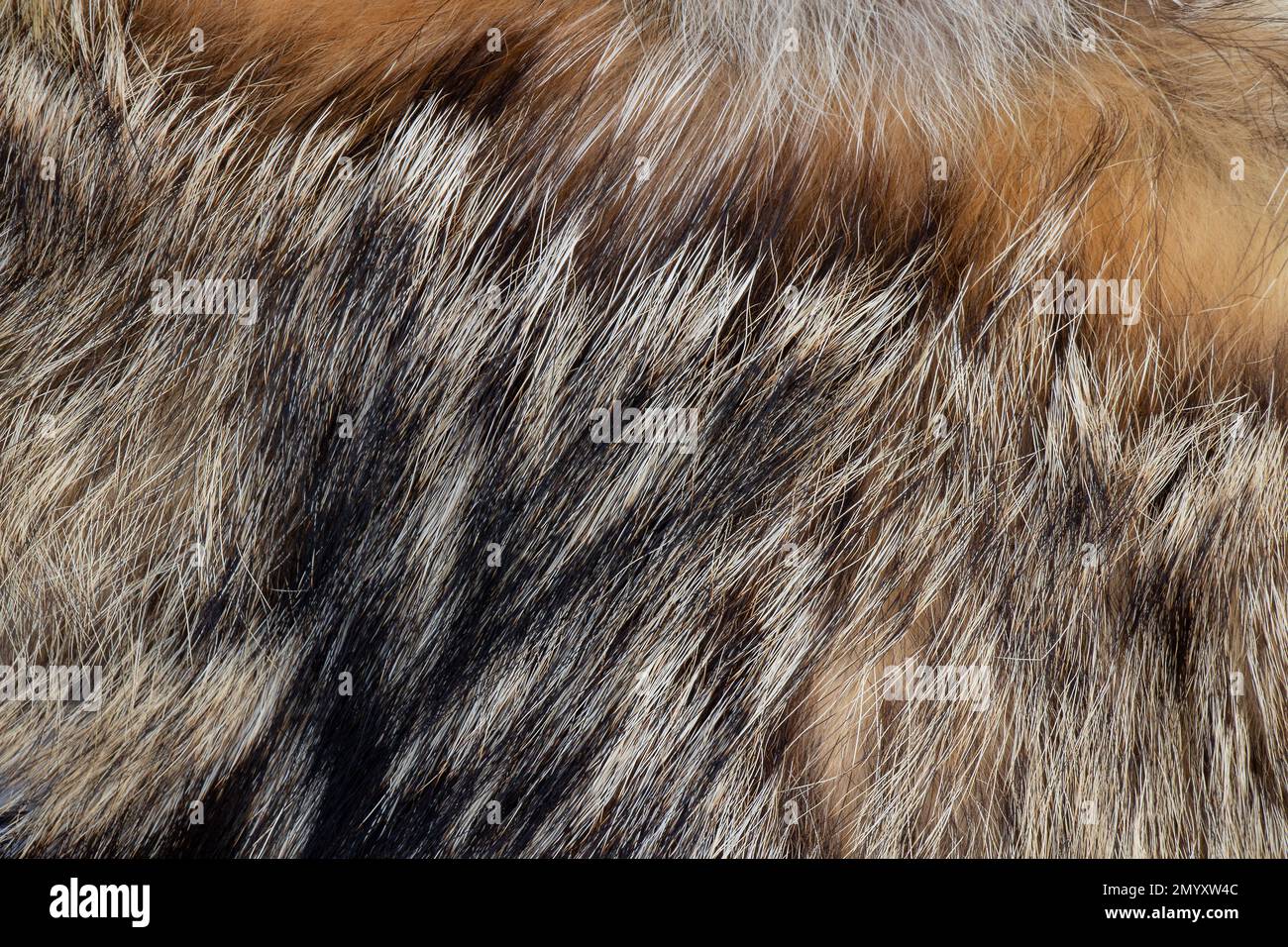 pelliccia di pezzetti di pelliccia di animali diversi come sfondo Foto Stock