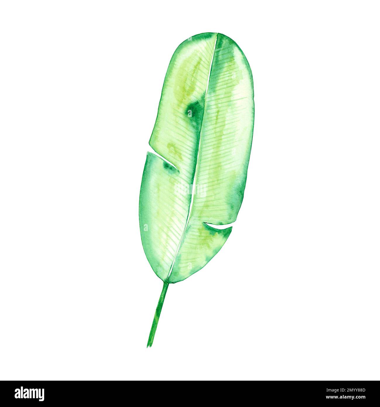 Handspred Watercolor palma verde foglia su sfondo bianco. Disegno di album, poster tipografico, etichetta, banner, cartolina Foto Stock