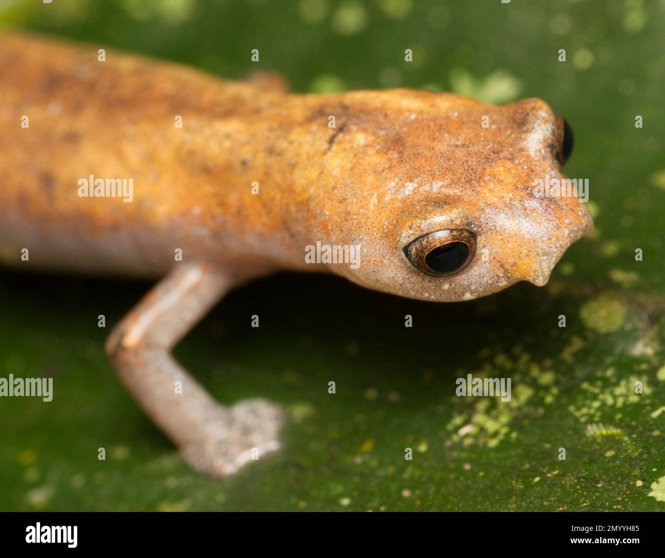 Salamander senza lungomare (Bolitoglossa sp.), Orellana, Ecuador Foto Stock