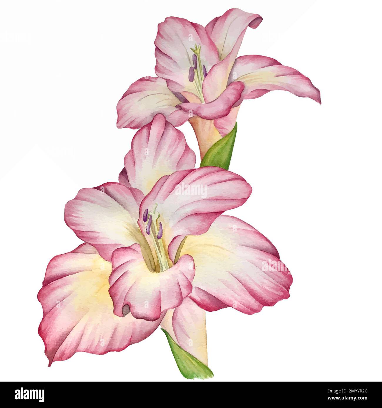 Illustrazioni di fiori ad acquerello per decorare inviti di nozze, cartoline, imballaggi Foto Stock