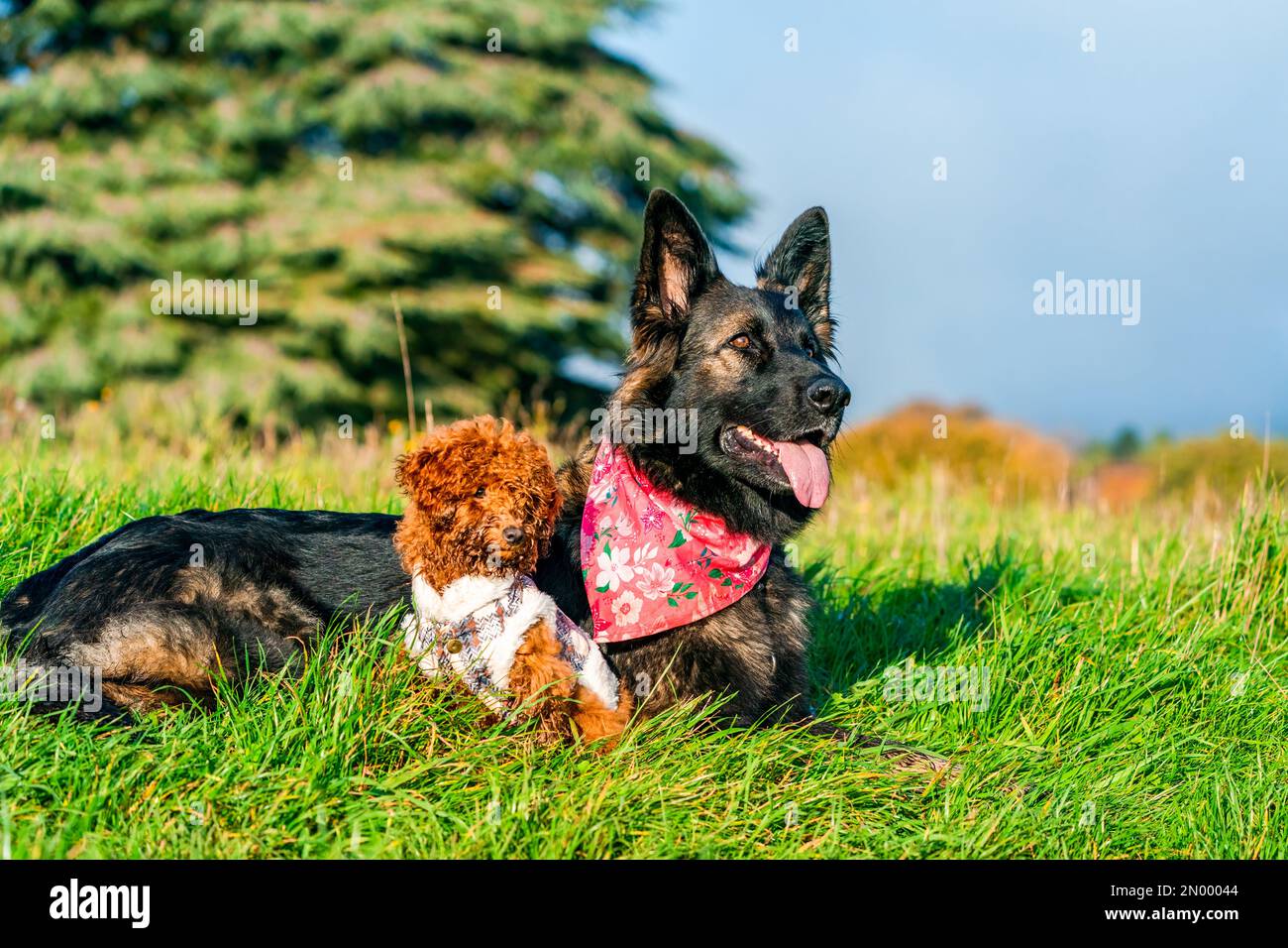 Cane pastore tedesco e zenzero giocattolo cucciolo di barzolo in un parco - fuoco selettivo Foto Stock