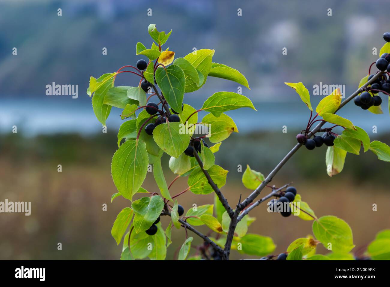 Ramo del comune arboreto Rhamnus catartica albero in autunno. Bella vista luminosa di bacche nere e foglie verdi primo piano. Foto Stock