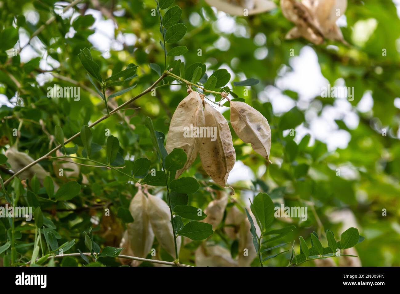 Flora dell'isola di Rab, Croazia. Vescica senna Colutea arborescens. È originaria dell'Europa e del Nord Africa. Cresciuto come un ornamentale, usato in architettura paesaggistica Foto Stock