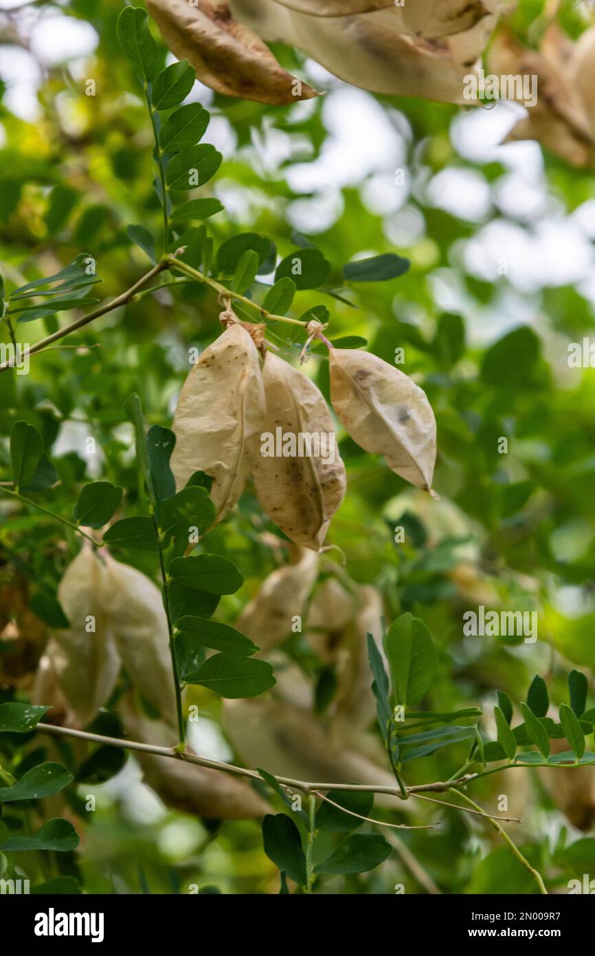 Arborescens Colutea. Piante ornamentali da giardino. Semi su germogli. Foto Stock