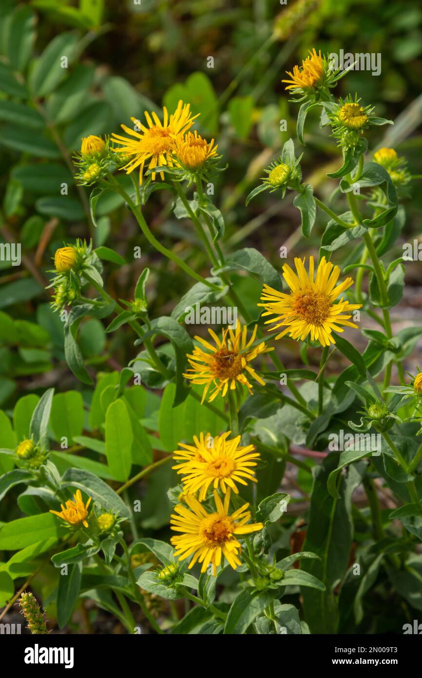 In estate, la pianta medicinale selvatica Inula fiorisce in natura. Foto Stock