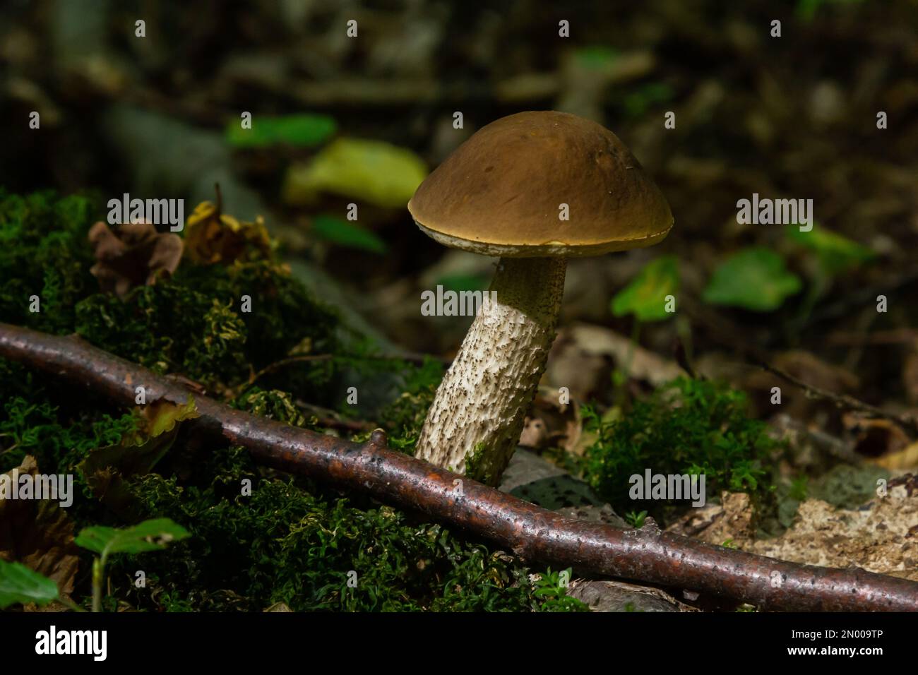 Funghi commestibili Leccinum pseudoscabrum in foresta decidua. Noto come Hazel Bolete. Funghi selvatici che crescono nelle foglie. Foto Stock