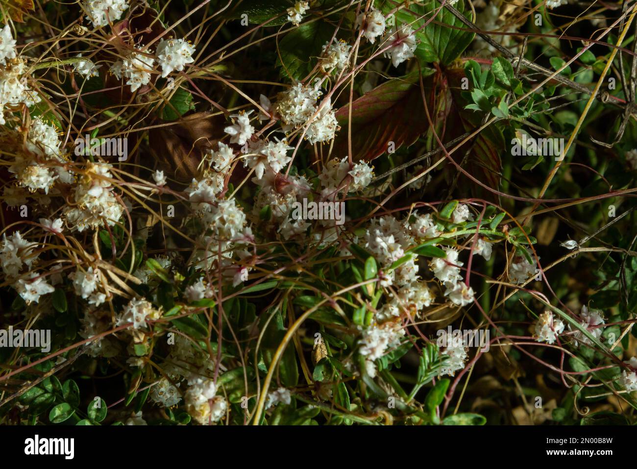 Flora di Gran Canaria - fili-come gli steli aggrovigliati di Cuscuta approssimata aka dodder parassita pianta macro naturale sfondo floreale. Foto Stock